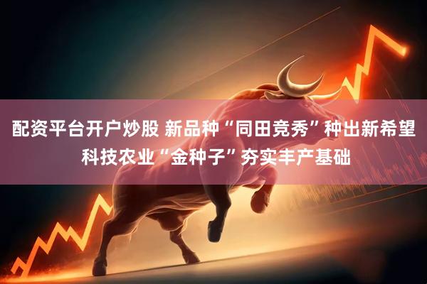 配资平台开户炒股 新品种“同田竞秀”种出新希望 科技农业“金种子”夯实丰产基础